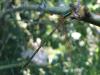 Lestes barbarus